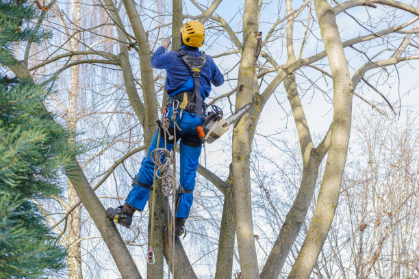 How Our Tree Care Process Works  in  Freemansburg, PA